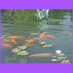 Fish In Fountain.jpg